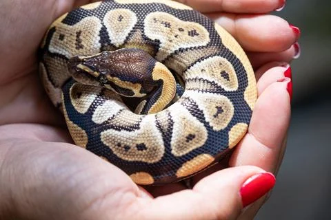 Baby ball python Mojave morph in a woman's hand top view. Stock Photos