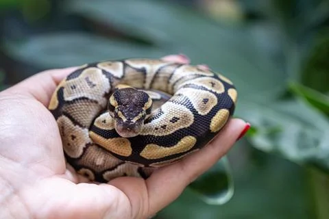 Baby ball python Mojave morph in a woman's hand. Stock Photos