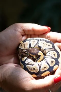 Baby ball python Mojave morph in a woman's hand top view vertical. Stock Photos