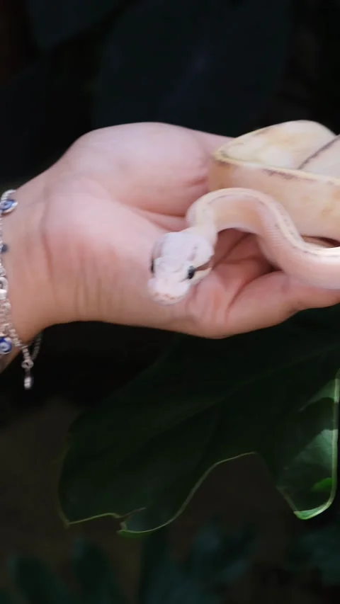 Baby ball python Puma Pastel morph in a woman's hand vertical. 스톡 동영상 307454686