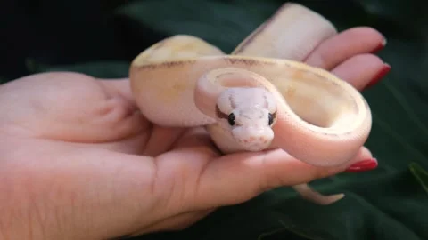Baby ball python Puma Pastel morph in a woman's hand. 스톡 동영상 307454700