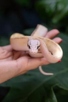 Baby ball python Puma Pastel morph in a woman's hand vertical. 写真素材