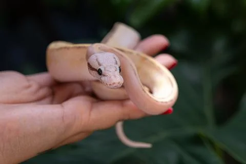 Baby ball python Puma Pastel morph in a woman's hand. Stock Photos
