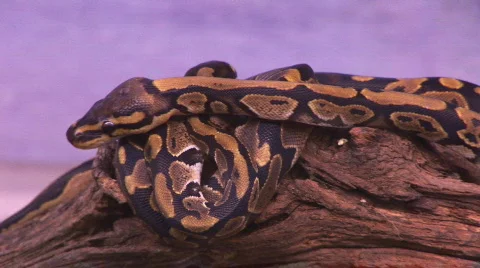 Baby ball pythons Stock-Footage 98105