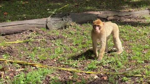 Baby Barbary macaque monkey roaming freely in France in their habitat on a .. Stock Footage 343546358