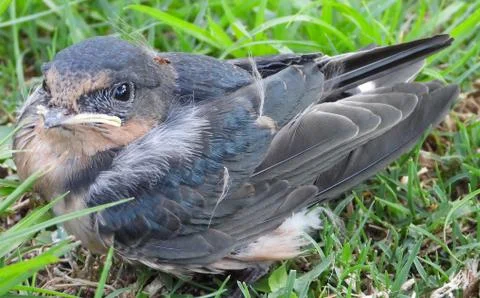Baby Barn Swallow Stock Photos
