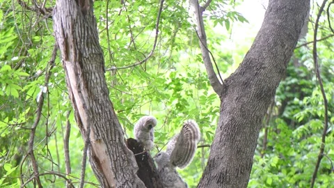 Baby Barred Owl Stock Footage 315630889