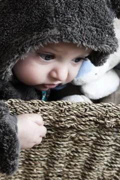 Baby bear Stock Photos