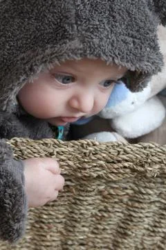 Baby bear Stock Photos