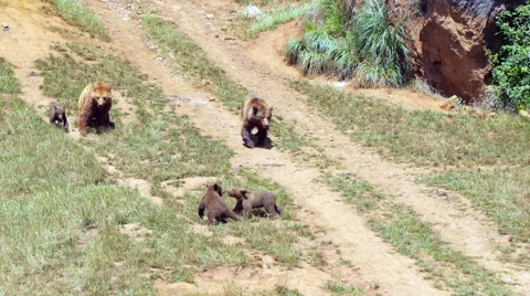 Baby bears playing Stock Footage 51848630