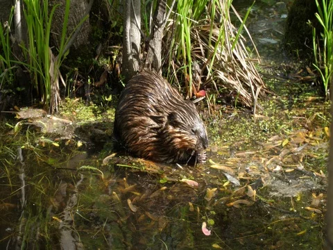 Baby beaver eats in the water Video stock 76438491