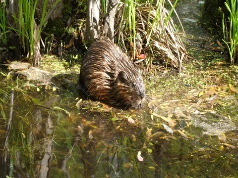 Baby beaver eats at the water's edge Stock Footage 76438228