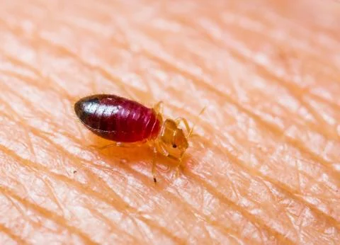 Baby bedbug Stock Photos