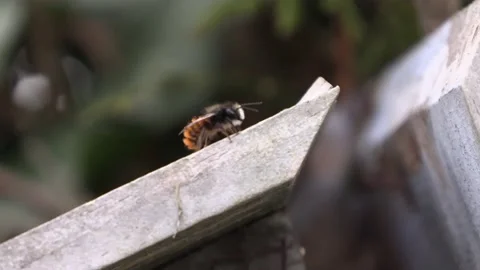 Baby bee taking a dangerous wrong path. She takes the wrong direction Stock Footage 157613106