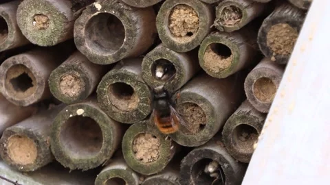 Baby bees that communicate with each other Stock Footage 157613136