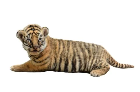 Baby bengal tiger isolated Stock Photos