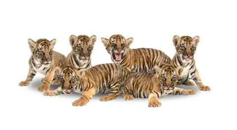 Cute baby tiger Stock Photos, Royalty Free Cute baby tiger Images