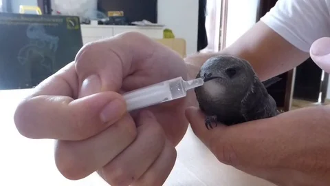 Baby bird is fed Stock Footage 81518751