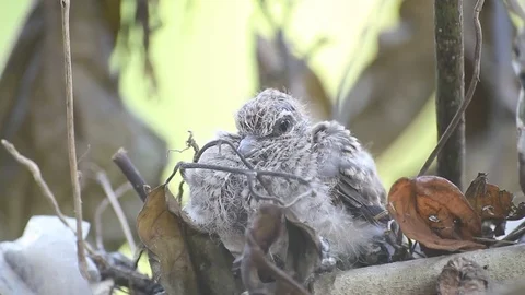 Baby bird Stock Footage 81625426