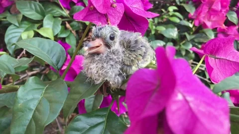 Baby Bird Stock Footage 104194974