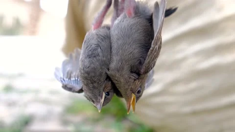 Baby bird Video stock 192502335