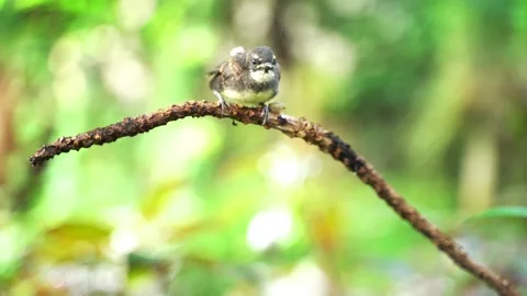 Baby bird Stock Footage 249263794