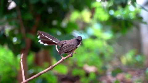 Baby bird Stock Footage 249263879
