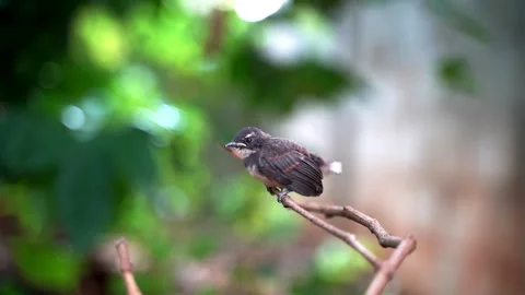 Baby bird Stock Footage 249263880