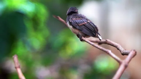 Baby bird Stock Footage 249263939