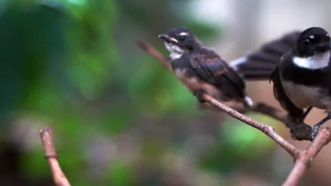 Baby bird Stock Footage 249263951