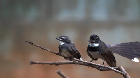Baby bird Stock Footage 249263953