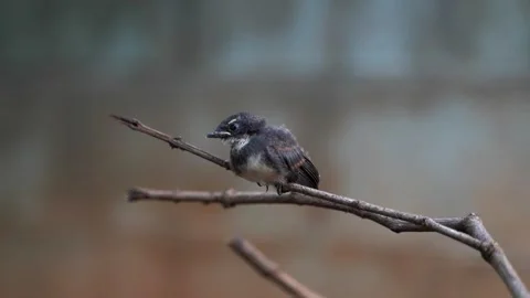 Baby bird Stock Footage 249264004
