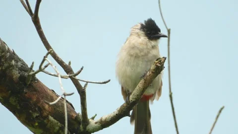 Baby bird learning to fly perched alone on a branch Stock Footage 257054413