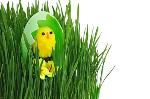 Baby bird Stock Photos