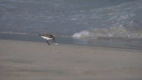 Baby bird plays with shell Stock Footage 93592276