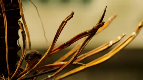 Baby bird sits on tree Stock Footage 59209729
