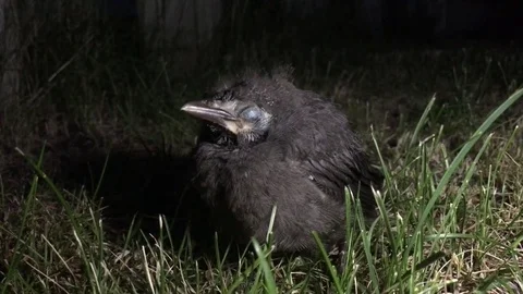 Baby Bird Sleeping Close Up Video stock 77143526