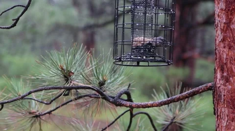 Baby Bird In Tree Stock Footage 64216314
