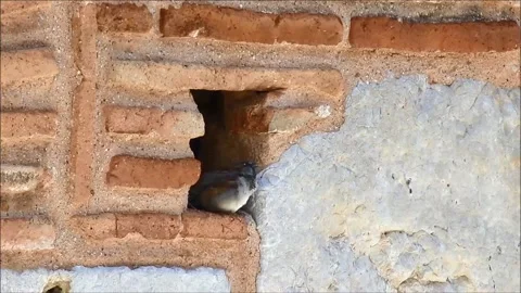 Hole In Brick Wall Stock Footage Royalty Free S Pond5 - Fill Small Hole In Brick Wall