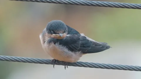 Baby bird on wire cleaning itself Video stock 305585599