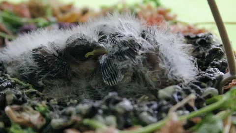 Baby birds Stock Footage 5276773