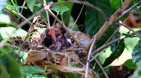 Baby birds Video stock 25930146