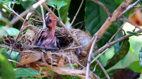 Baby birds Stock Footage 25930189