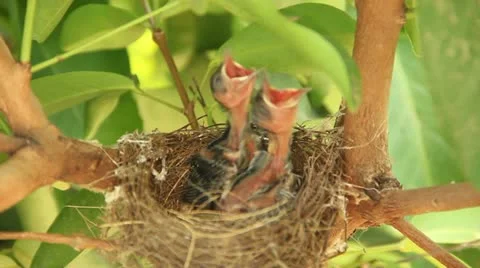 Baby birds in nest Stock Footage