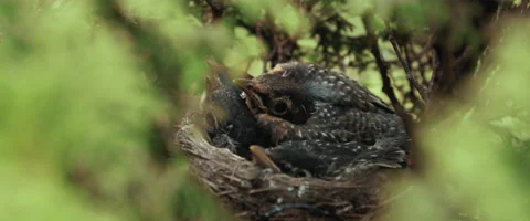 Baby Birds in a Tree Stock Footage 136020190