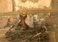 Baby Birds Want Food Footage