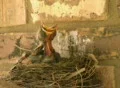 Baby Birds Want Food SD Footage