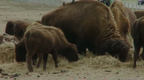 Baby bison Video stock 998014