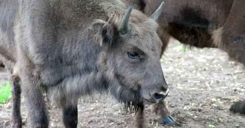 A baby bison Stock Footage 77780758