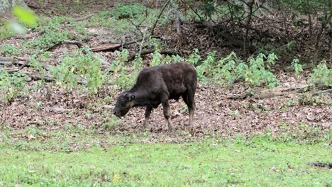 Baby Bison Grazing  by itself - 4K Stock-Footage 250019492